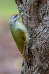 Grauspecht (Picus canus) Männchen