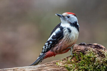 Mittelspecht (Leiopicus medius)