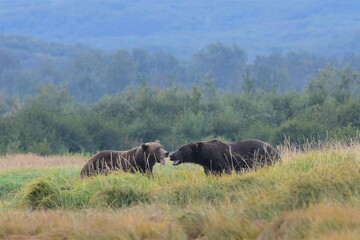 Paarungsbereit - Zwei Grizzlybären in  der Wildnis von Alaska