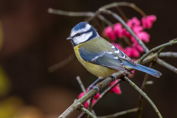 Obraz premium Blaumeise (Cyanistes caeruleus)