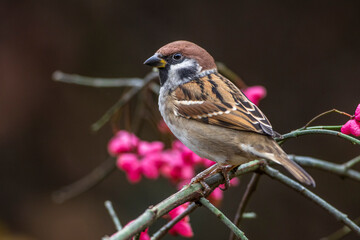 Feldsperling (Passer montanus)