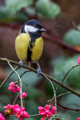Kohlmeise (parus major)