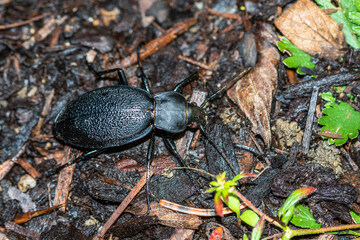 Lederlaufkäfer (Carabus coriaceus)