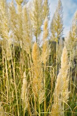 Fototapeta premium Plants and grass by the sea