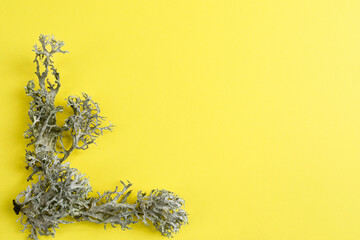 Creative photo of lichen (Hypogymnia physodes) on Illuminating Yellow background