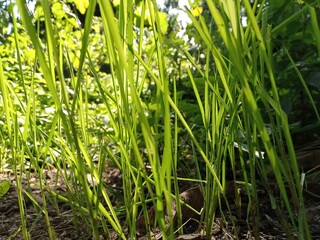 Obraz premium grass