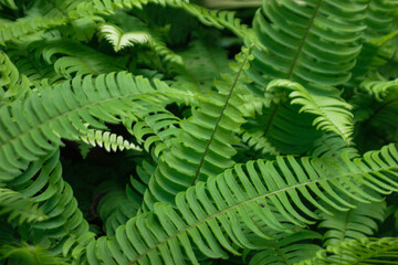 The foliage of the fern tree is a lush green