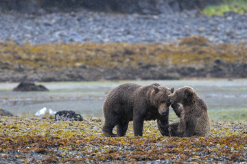 Kommunikation und Fürsorge in der Wildnis Alaskas  - Grizzly Bärin  mit Kind - Der Nachwuchs von...