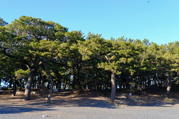 静岡県三保の松原