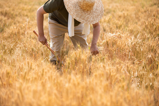Farmer harvesting in wheat field