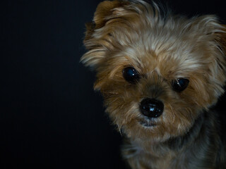 Dog with sad look and black background. Concept abandonment, kennels, animal abuse. Copy space