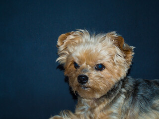 Dog with sad look and black background. Concept abandonment, kennels, animal abuse. Copy space