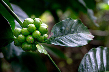 Fresh raw Coffee beans in the plant