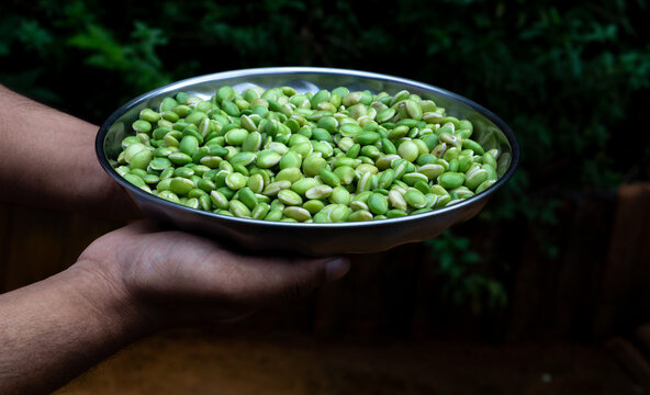 Human hands holding a plate of lima beans