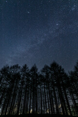 長野県高ボッチ高原からカラ松林と冬の星空