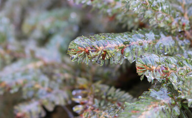 Spruce branches are covered with snow and ice. Outside. Selective focus.