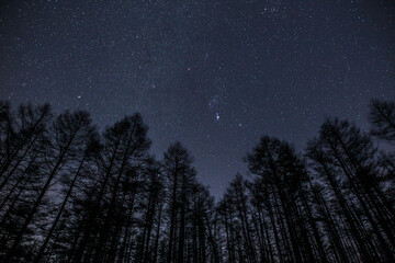長野県高ボッチ高原からカラ松林と冬の星空