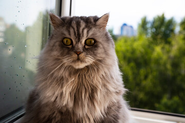 Crying fluffy purebred cat. Emotions of sadness, chagrin and despair in the animal. resentment