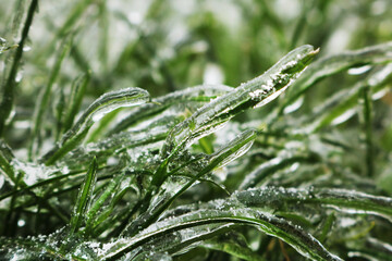 Blades of grass covered with transparent ice on a blurred green background. Close-up.