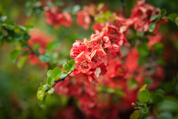 red and green leaves