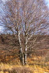 Landscape with large birch in the High Fens in Belgium
