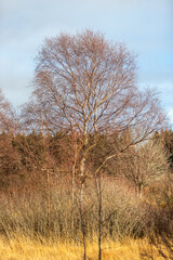 Landscape with large birch in the High Fens in Belgium