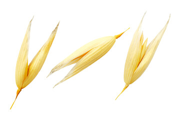 Macro oat seeds isolated on white background, top view. Oat seeds isolated on white background, close-up. Set of oat grains isolated on white background, macro. Top view of oat grains.