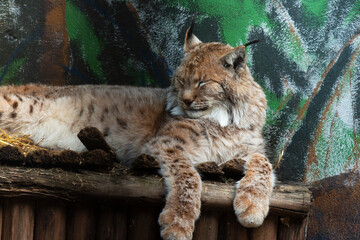 Eurasian lynx Lynx Lynx lies on a wooden bed. Tassels on the ears of a lynx
