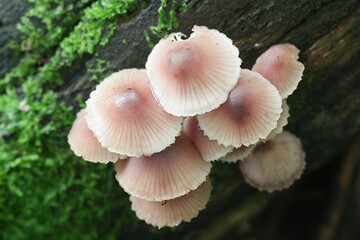 Mycena haematopus, known as the bleeding fairy helmet or the burgundydrop bonnet, wild mushroom from Finland