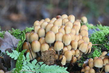 Coprinellus micaceus, also called Coprinus micaceus, commonly known as Glistering Inkcap, wild mushroom from Finland