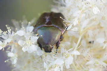 Rose chafer or the green rose chafer, Cetonia aurata, feeding on Meadowsweet,.Filipendula ulmaria