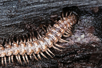 Millipede, Polydesmus sp