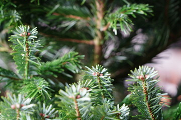 Christmas tree branches close up