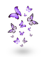 Fototapeta na wymiar Flock of flying butterflies isolated on white