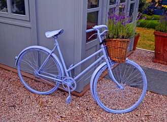 Fototapeta na wymiar Decorative mauve bicycle with lavender making a garden display