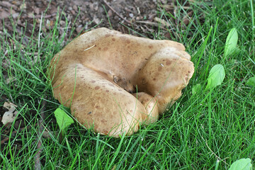 Paxillus involutus, commonly known as the brown roll-rim, common roll-rim, or poison pax, deadly poisonous mushroom from Finland