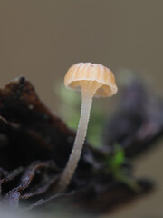 Mycena clavata, also called Phloeomana clavata, commonly known as bark bonnet, wild mushroom from Finland