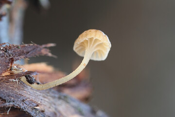 Mycena clavata, also called Phloeomana clavata, commonly known as bark bonnet, wild mushroom from Finland