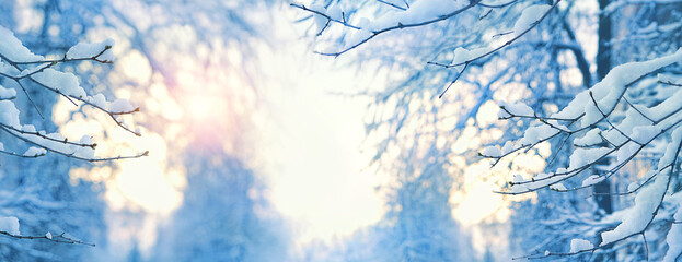 Tree branches in snow. Beautiful winter seasonal forest landscape. snowy trees. cold weather. Christmas time.
