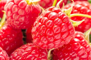 Fresh organic raspberry close-up. Background ripe red  raspberry fruit. Organic gardening. Harvesting a new crop.