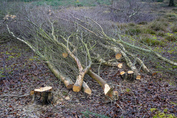 Freshly cut down small trees in woodland