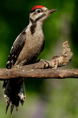 Juveniler Buntspecht