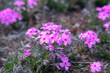 Obraz premium 芝桜