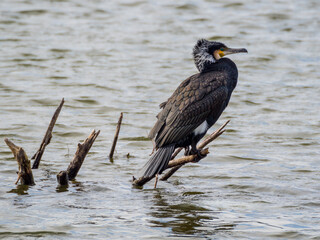 Cormorant sitting on dry branches in lake, wavy water surface