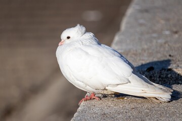 A beautiful white dove with a tuft on the back of its head sits on a concrete slab and bask in the sun