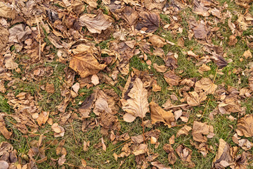 Fallen leaves. Dry brown leaves on the ground. Autumn leaf fall. Leaves on the ground in late autumn. Autumn background. Fallen dry leaves texture