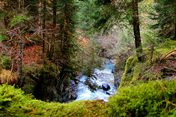 The magical colors of autumn in the forest of Svaneti
