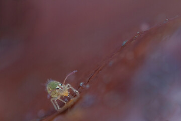 Collembole Dicyrtomina ornata en gros plan