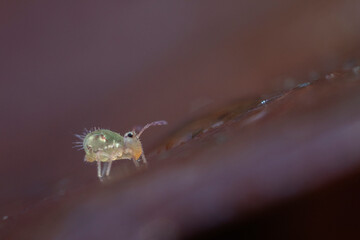 Naklejka premium Collembole Dicyrtomina ornata en gros plan
