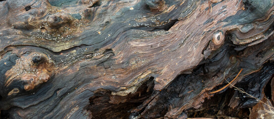 Old tree trunk lying on the ground. Texture. Background.